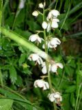 Pyrola rotundifolia